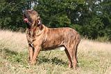 FILA BRASILEIRO 107